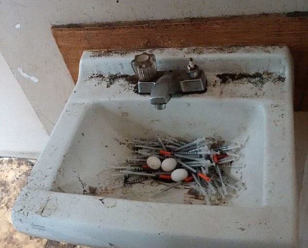 毒品氾濫！溫哥華鴿子用吸毒者注射器築巢