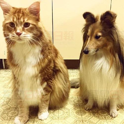 澳洲“網紅貓”體長1米2 或打破健力士紀錄