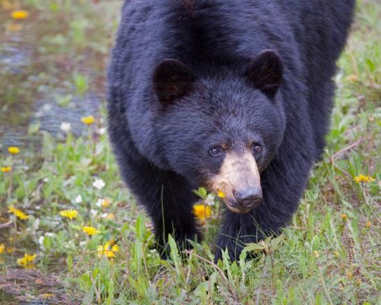 卑詩省Squamish有黑熊出沒 當局要求居民提高警覺