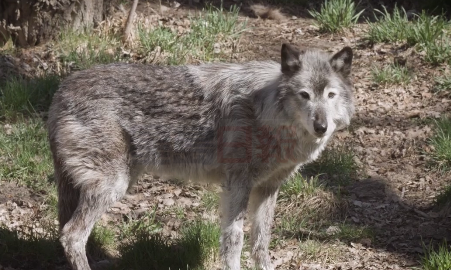 卡加利動物園選“加拿大最受歡迎的動物” 結果是…？