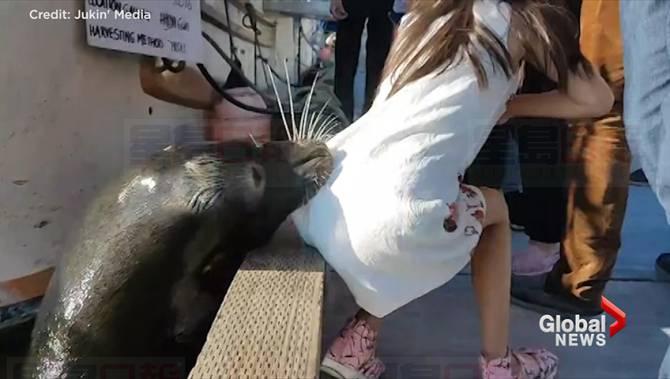 溫哥華水族館呼籲遭海獅拉下水的女童家屬 與館方聯絡