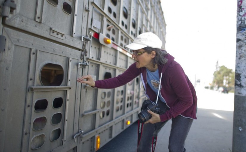 多倫多動保人士餵豬喝水反被訴 法庭判決無罪