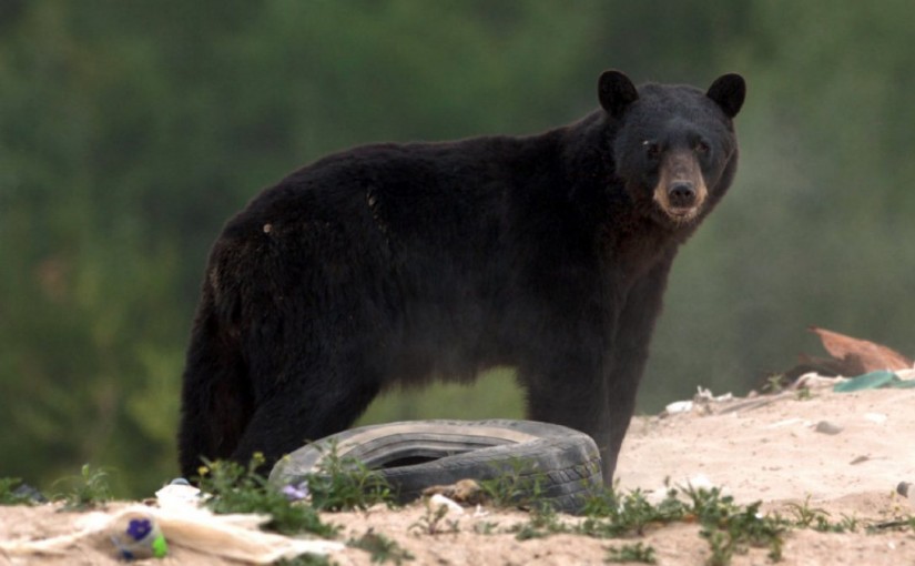 士嘉堡熊出沒！動物園往西遊蕩被射殺