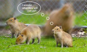 公園的水豚生三胞胎 你投票決定它們的名字