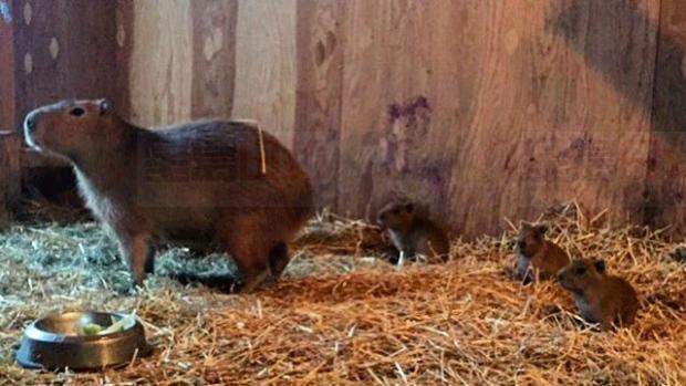 花生黃油和果醬? 來給水豚寶寶選名字吧！