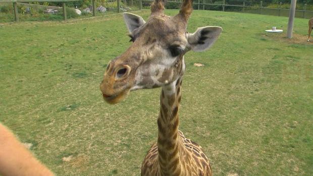 多倫多動物園今日罷工 動物誰來照顧？