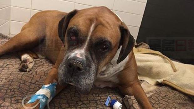 40歲男子虐狗後還把狗埋進土裡