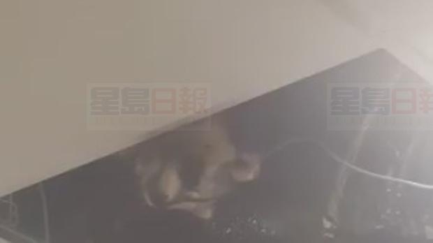 機場行李廳新“網紅” 小乾脆面君藏天花板往下偷望