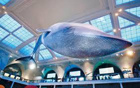 180公斤重的心臟 你見過嗎?