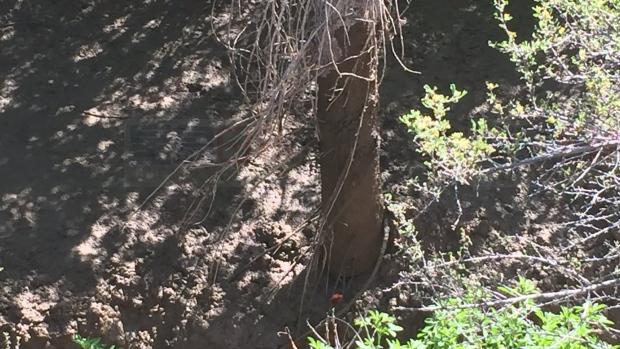 卑詩省內陸Oliver以南有11戶因河水氾濫危機要疏散