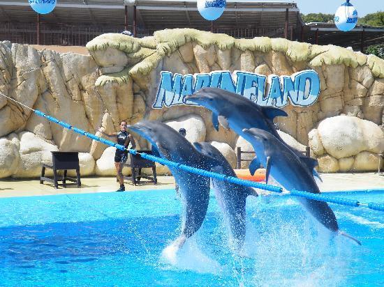 Marineland 涉虐動物 案件今聆訊