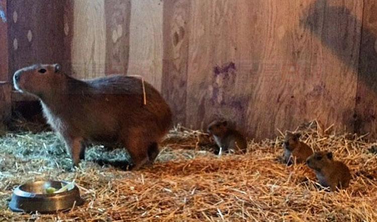 多倫多公園水豚雌雄大盜的孩子有名字啦！