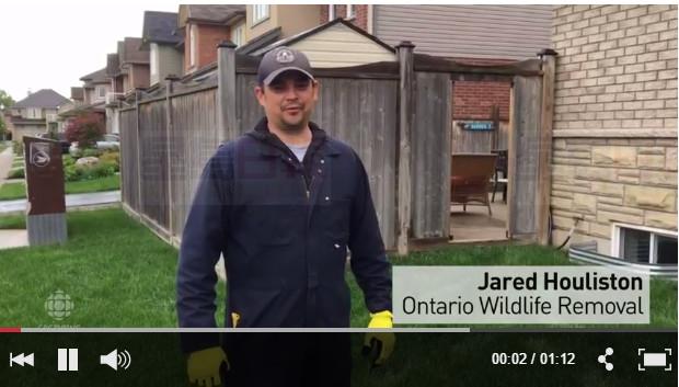 不要讓小兔子喪命在割草機下！