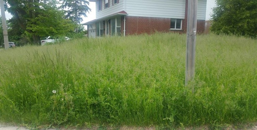 萬錦一居民家中草坪荒草叢生 被鄰居告到市政