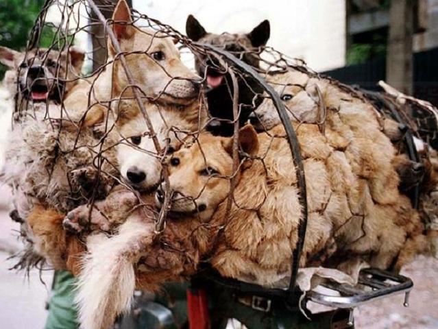 廣西玉林狗肉節開鑼 義工攔貨車救過千狗隻