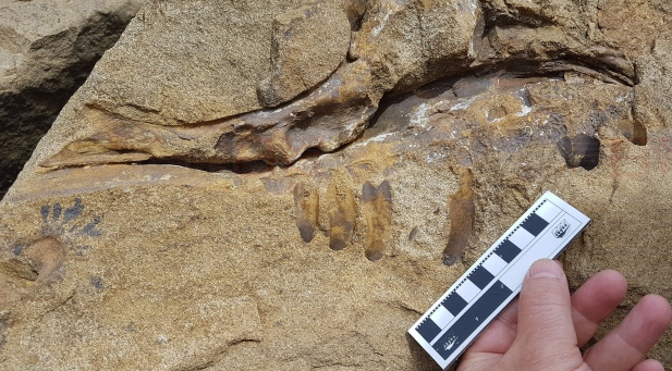 卑詩省發現首個恐龍頭骨化石