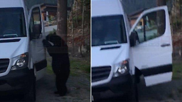 卑詩黑熊輕松開門跳上車 並鳴笛示意驚呆車主