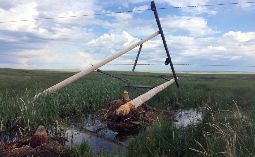 此景僅在加拿大：婚禮被打斷原因是它……