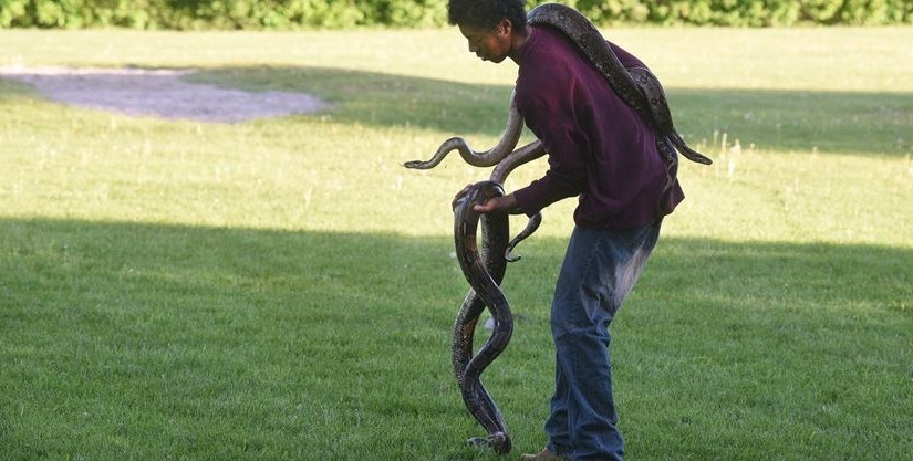 約克區校園內驚現五條巨蟒和巨型蜥蜴