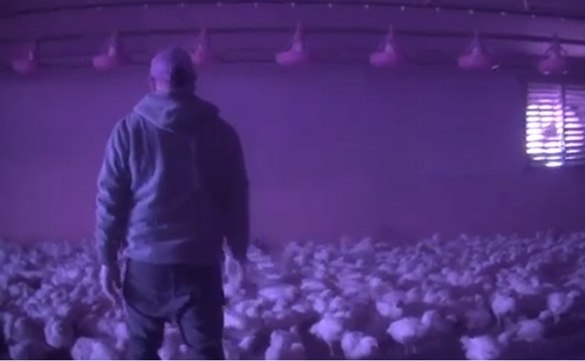 卑詩虐雞公司將要求每名工人佩戴攝像頭