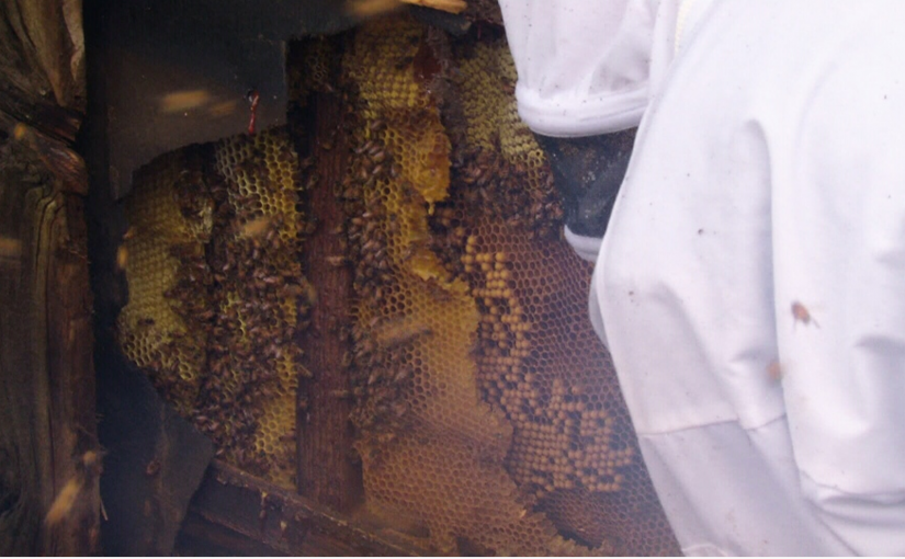 多倫多女子與十萬只蜜蜂居住十年後“分開”