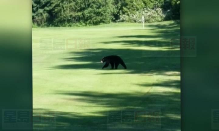溫哥華東區有高爾夫球場發現黑熊