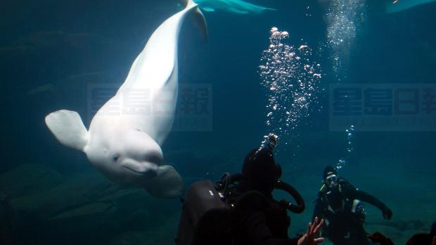 公園局禁止飼養鯨類動物 溫市水族館興訟