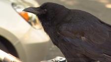 溫哥華東區有烏鴉襲擊郵務員 令郵件派遞服務受影響
