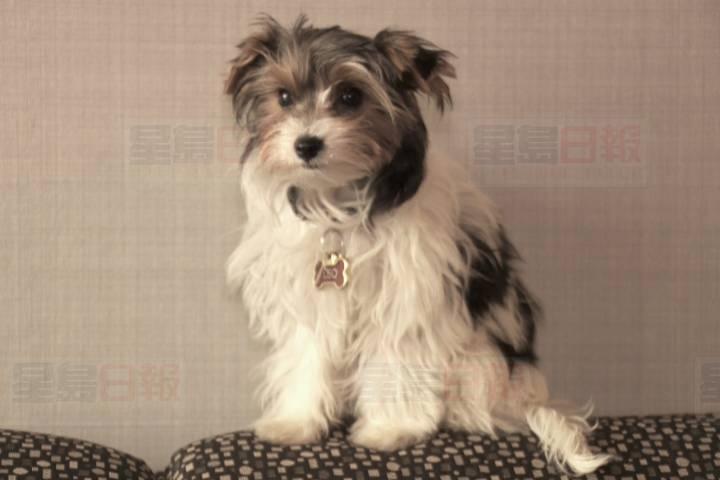 溫哥華島Saanich警方提醒居民留意一隻具攻擊性的雌鹿