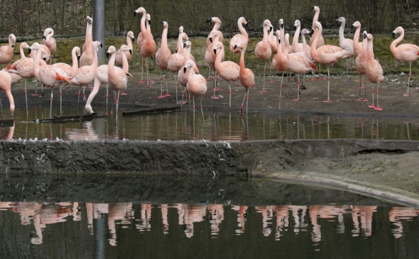 企鵝、火烈鳥、鶴即將被列入多倫多禁養名單