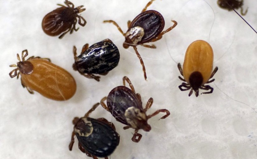 小心！約克區發現黑腿蜱蟲