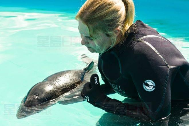 溫哥華水族館一條9歲小海豚死亡 未知原因