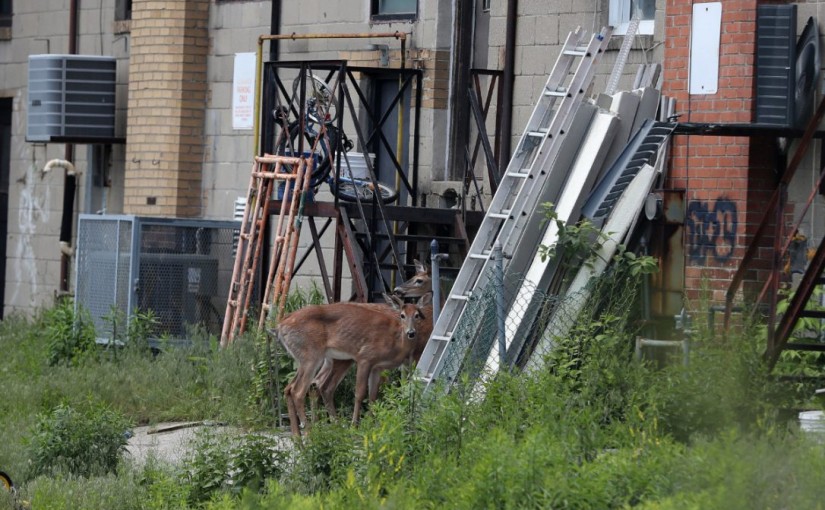 士嘉堡出現鹿群 其中一隻遭車撞
