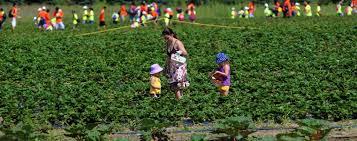 多倫多適合闔家大小出遊的農場在這裡