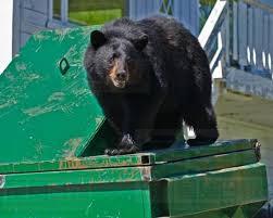 黑熊登門入室 還彈起鋼琴了?