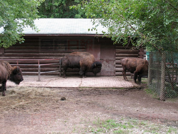 海珀動物園野牛暴亡 關門后重開