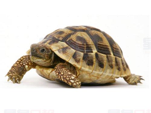 多倫多今夏降水害苦了烏龜 死亡數量大幅上升