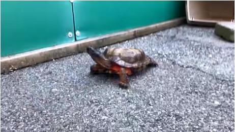 瀕臨滅絕 從卑詩省到安省快遞運龜