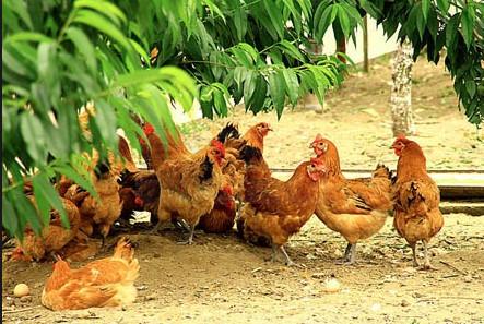 多倫多議員再建議允許市民後院養雞