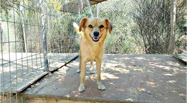 從希臘收養的流浪狗多倫多機場走失