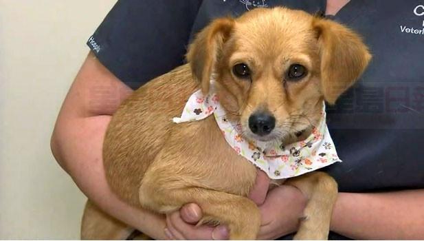 從希臘收養的流浪狗被安全找回！