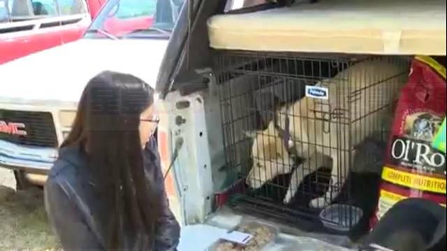 卑詩省內陸北部Prince George需更多義工 處理不斷湧入的山火災民