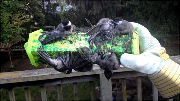 另一加拿大商店宣佈撤下粘蜂板