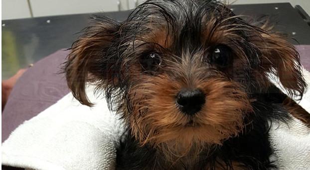 北約克丟棄小狗男子向警方自首