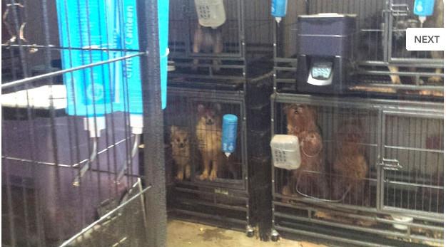 多倫多“棄狗男”家中還收養了近40條狗！