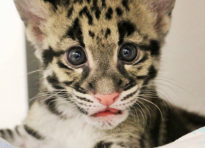 多倫多動物園小雲豹健康長大 萌化你！