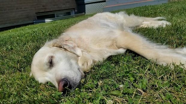 金毛犬誤食大麻 四肢乏力 暫時失明！