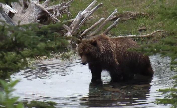 地方政府欲處死灰熊　四千居民聯署反對