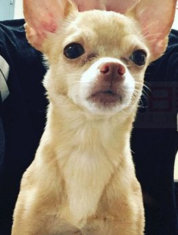 服務犬“公主”快餐店外被人剪繩偷走