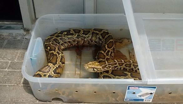 被遺棄的兩條蛇 在搶救路上不幸死亡